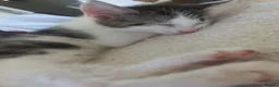 Mixed Breed cats for sale: Gorgeous kittens for sale  in South Croydon - Advert 11
