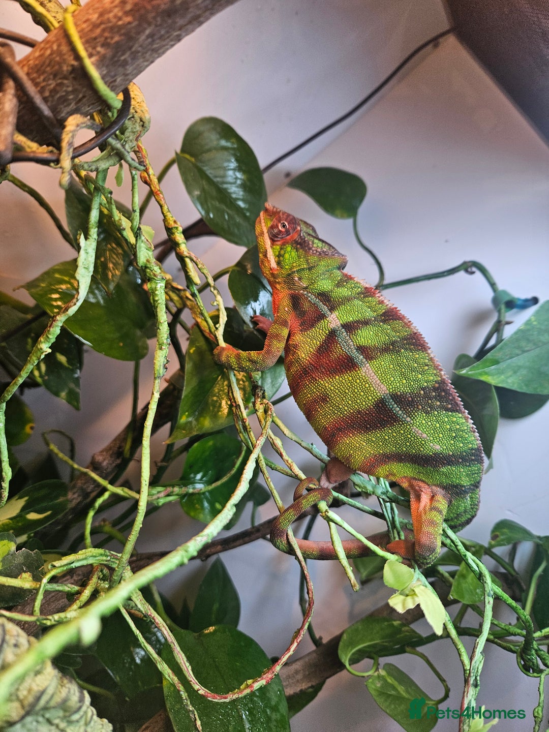 Chameleon reptiles for sale: Ambilobe Panther Chameleon Male (9 months old)  - Advert 5