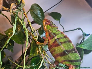 Chameleon reptiles Ambilobe Panther Chameleon Male (9 months old) - Advert 1