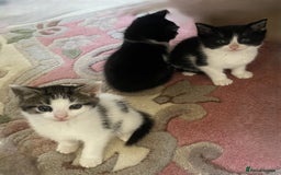 Mixed Breed cats for sale: 4 Sweet tempered kittens looking for loving homes - Image 16