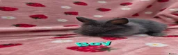 Mixed Breed rabbits for sale: Ready Now☆ plush mini lion lop bunnies  - Advert 7