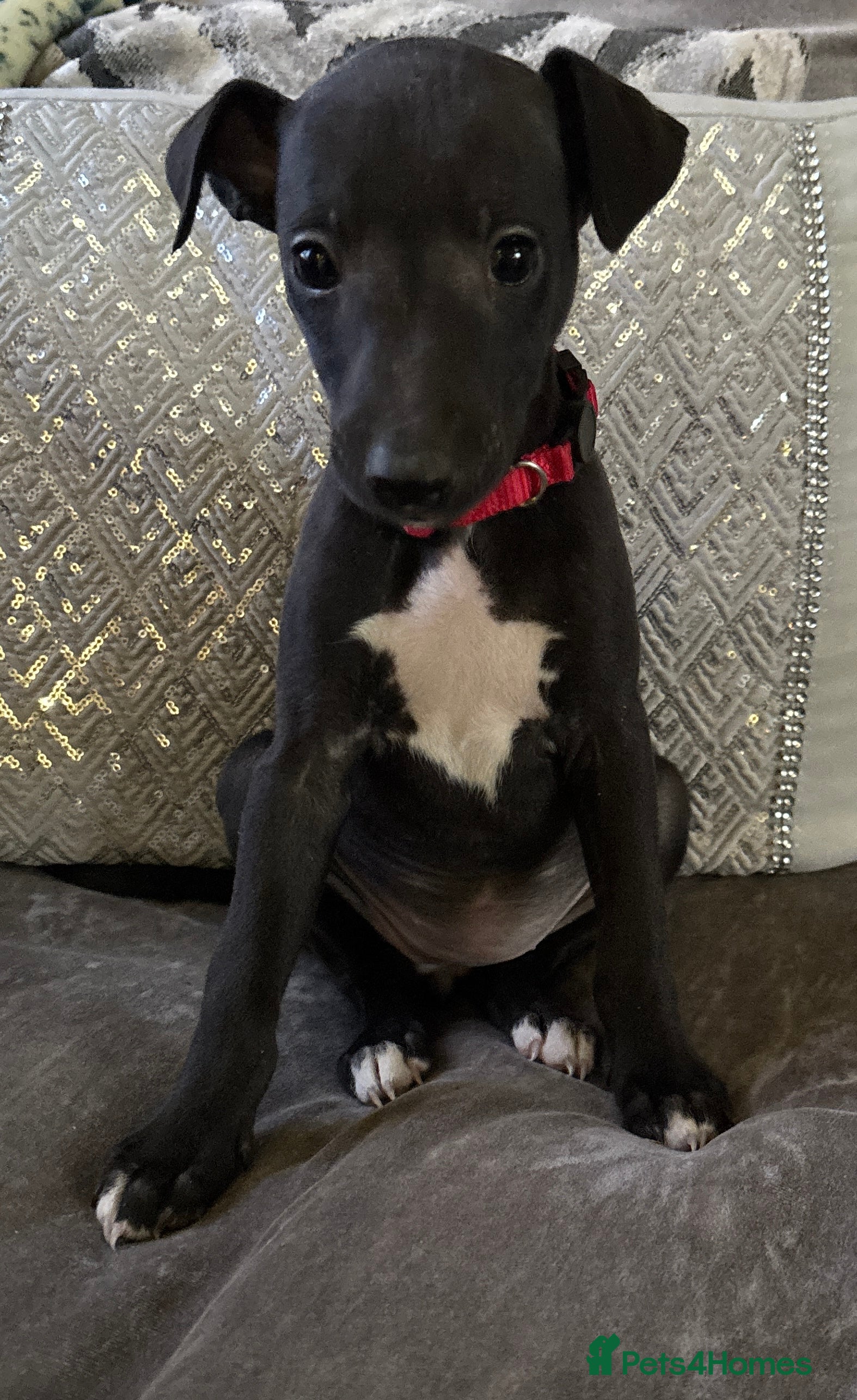 Whippet dogs Stunning KC registered Whippet puppies - Advert 3