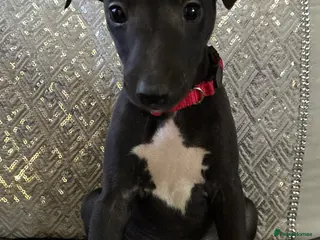 Whippet dogs Stunning KC registered Whippet puppies - Advert 3