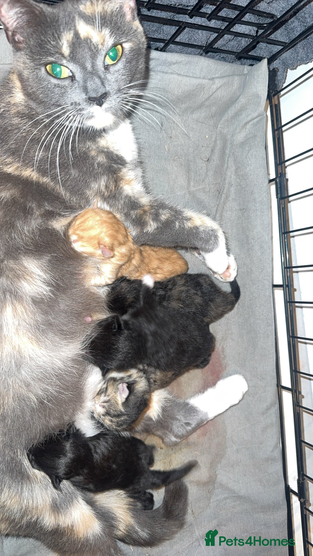 Mixed Breed cats for sale: Mixed breed kittens  - Image 12