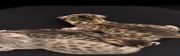 Savannah cats for sale: STUNNING markings beautiful Savannah kittens  - Advert 2