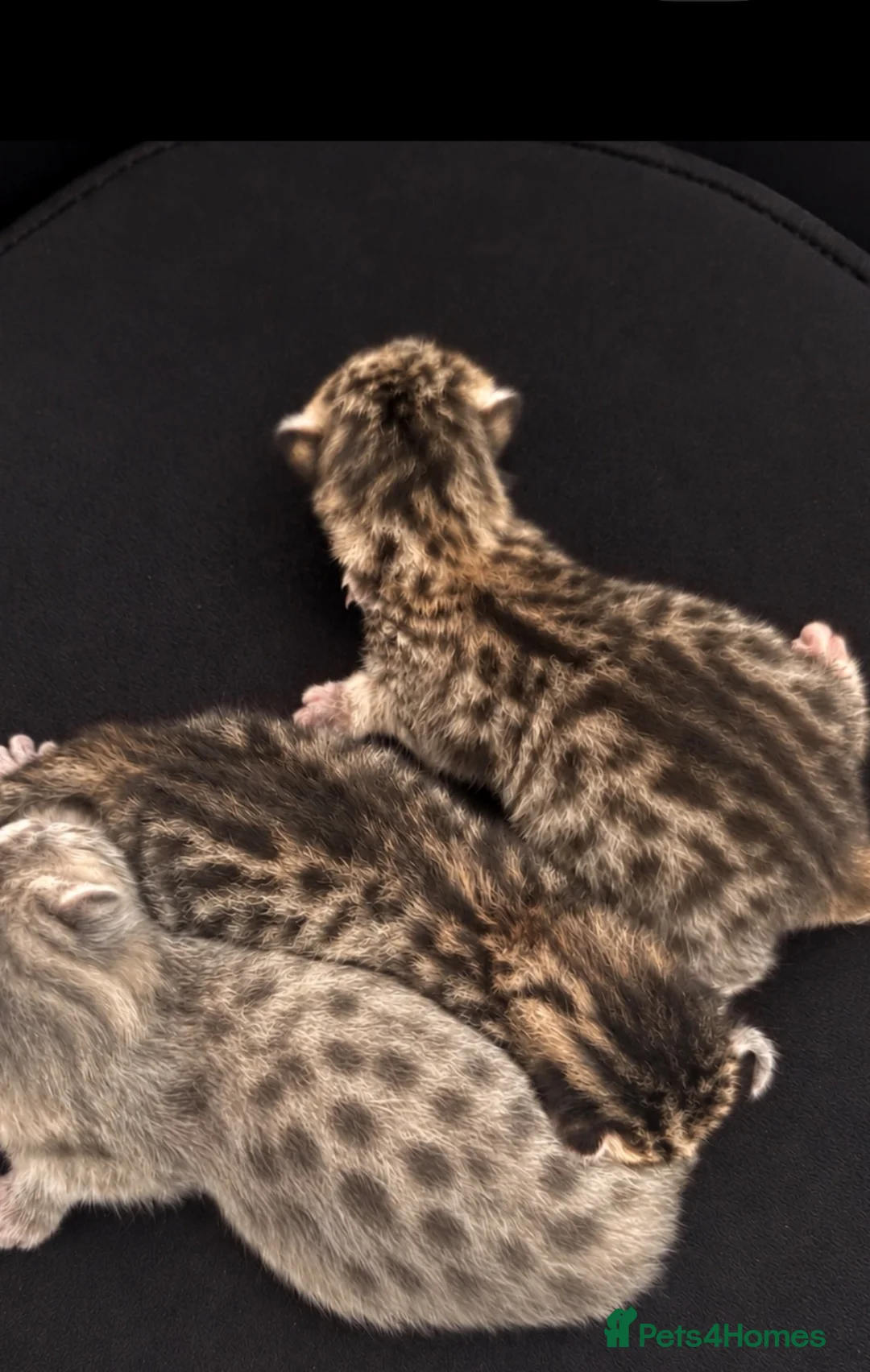 Savannah cats for sale: STUNNING markings beautiful Savannah kittens  - Advert 2