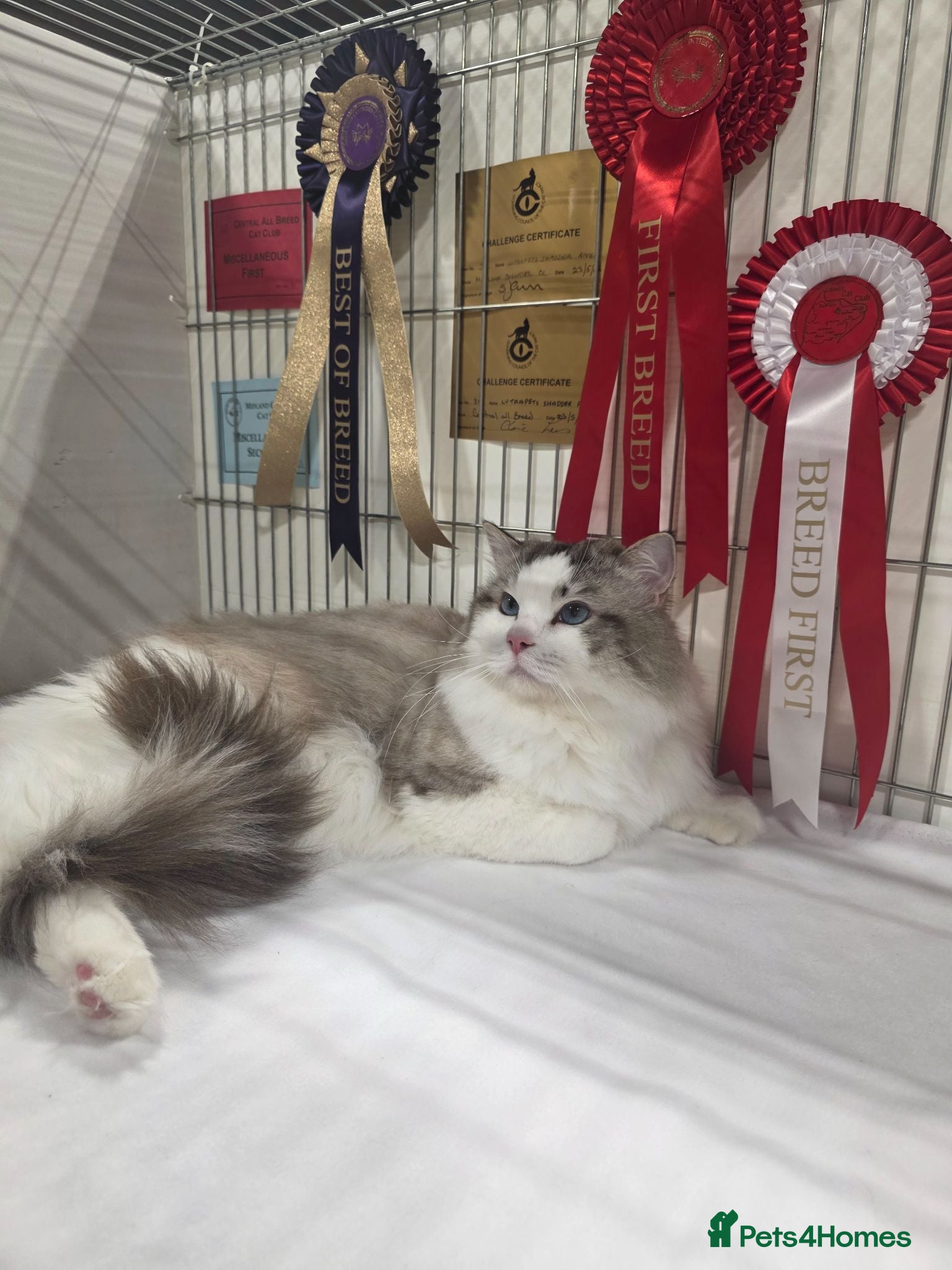 Ragdoll cats GCCF/TICA ACTIVE REGISTERED Champion winner  - Advert 4