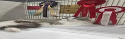 Ragdoll cats for stud: GCCF/TICA ACTIVE REGISTERED Champion winner  - Advert 1