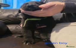 Shepsky dogs for sale: 7 beautiful shepsky puppies - Advert 15