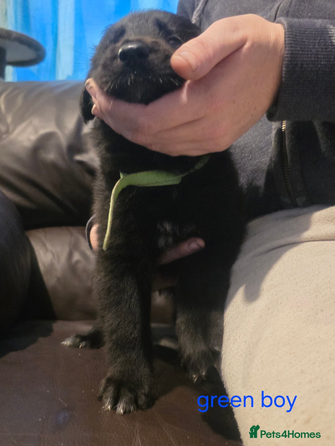 Shepsky dogs for sale: 7 beautiful shepsky puppies - Advert 15