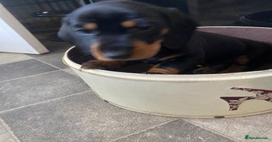 Dachshund dogs - Advert 1