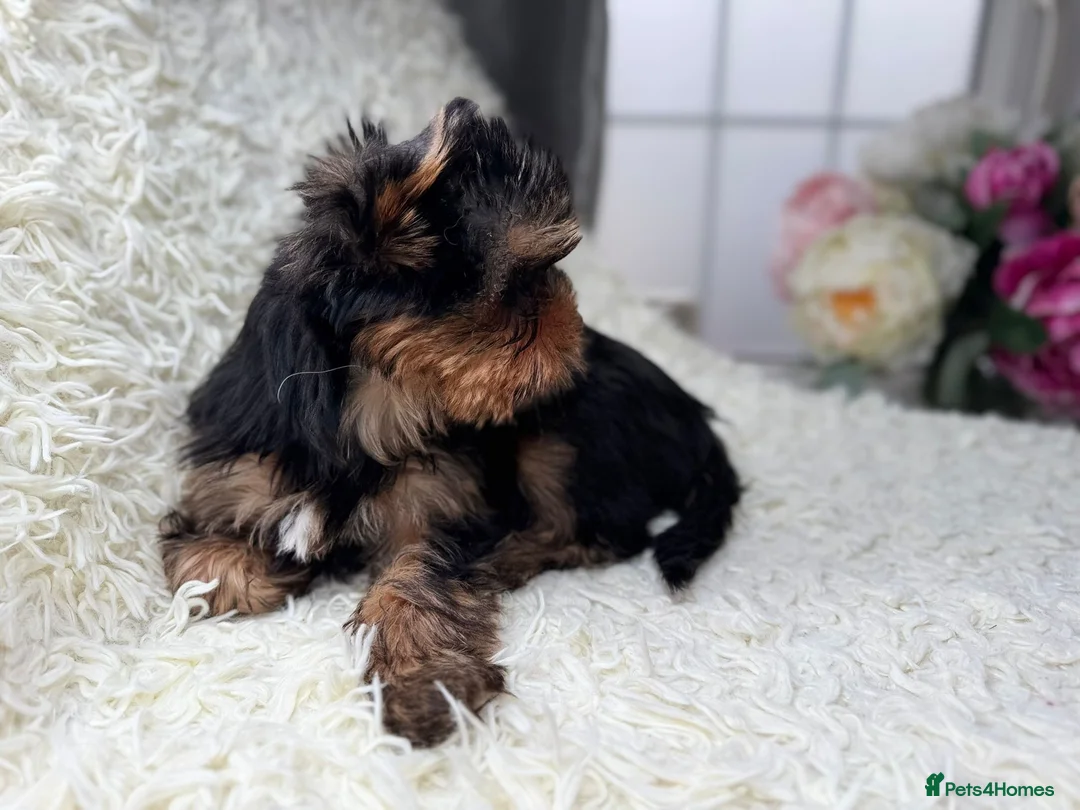 Yorkshire Terrier dogs for sale: One beautiful female Available💗🐾 - Advert 9