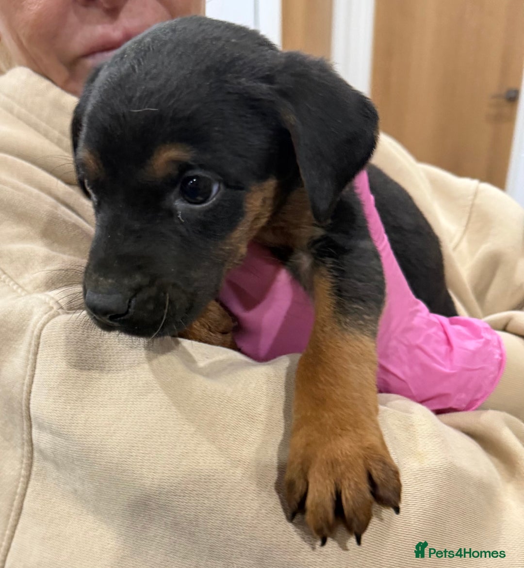 Mixed Breed dogs for sale: Doberman X puppies for sale  - Advert 6