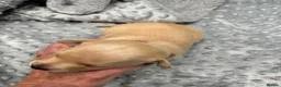Italian Greyhound dogs for sale: Beautiful Italian greyhound puppies for sale  in Worksop - Advert 2