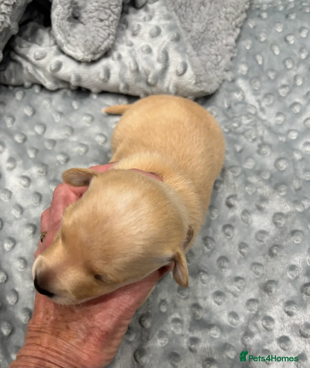 Italian Greyhound dogs for sale: Beautiful Italian greyhound puppies for sale  in Worksop - Advert 2