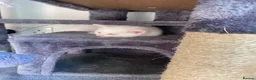 Mixed Breed cats for sale: 6 enjoyable kittens looking for forever home - Advert 10