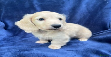 Miniature Dachshund dogs - Advert 7
