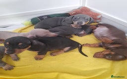 Miniature Dachshund dogs for sale: 4 x miniature dachshund pups left - Image 7
