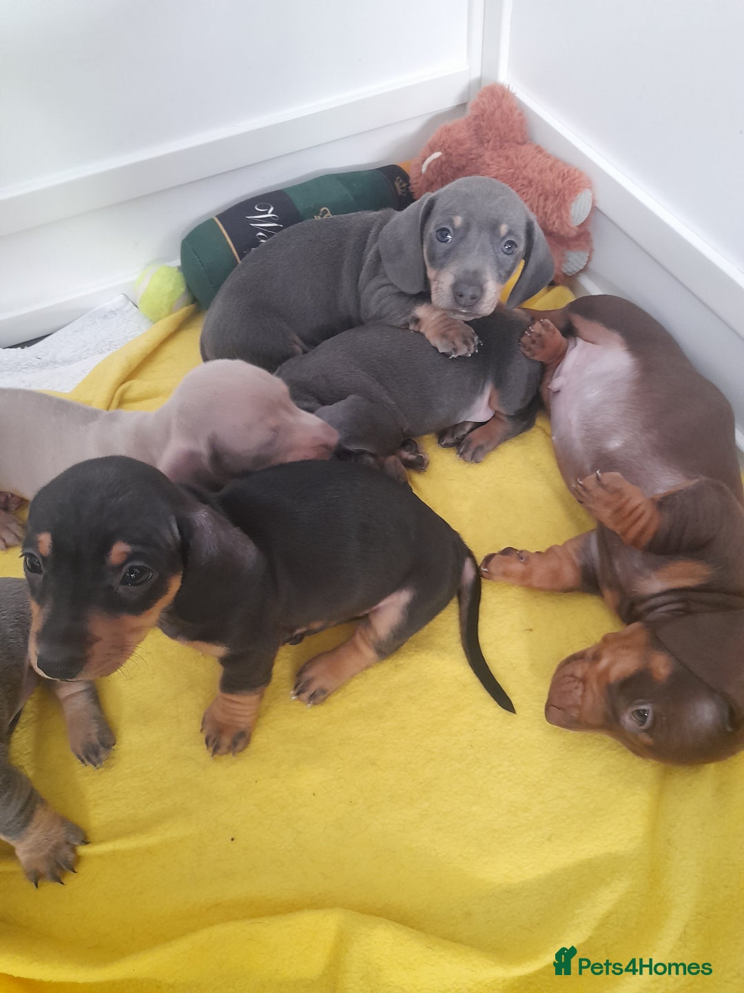 Miniature Dachshund dogs for sale: 4 x miniature dachshund pups left - Image 7