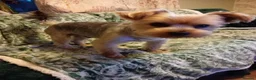 Yorkshire Terrier dogs for stud: Sparky - Advert 8