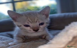 Bengal cats for sale: 5 Bengal Kittens (snow, brown, black) - Image 5