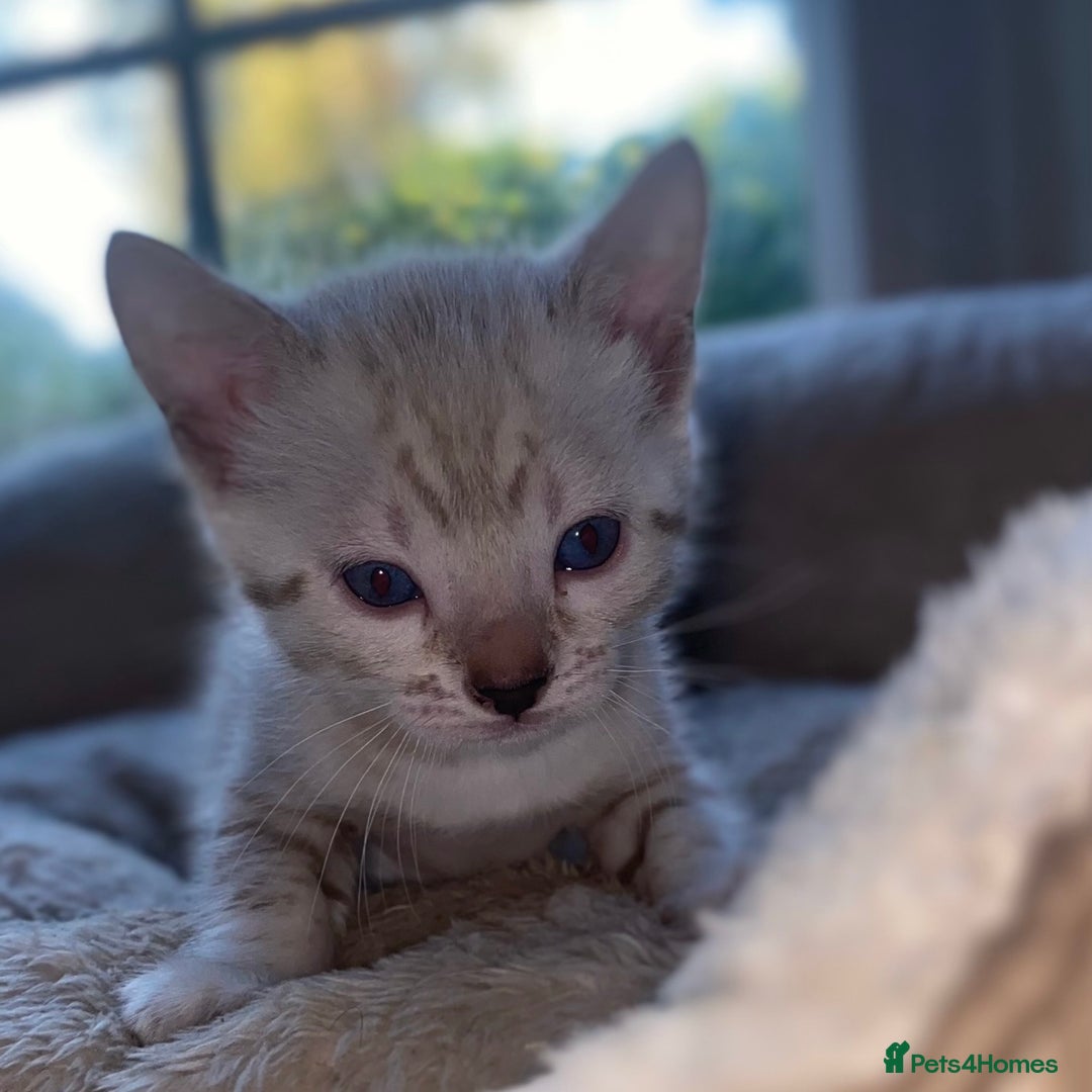 Bengal cats for sale: 5 Bengal Kittens (snow, brown, black) - Image 5