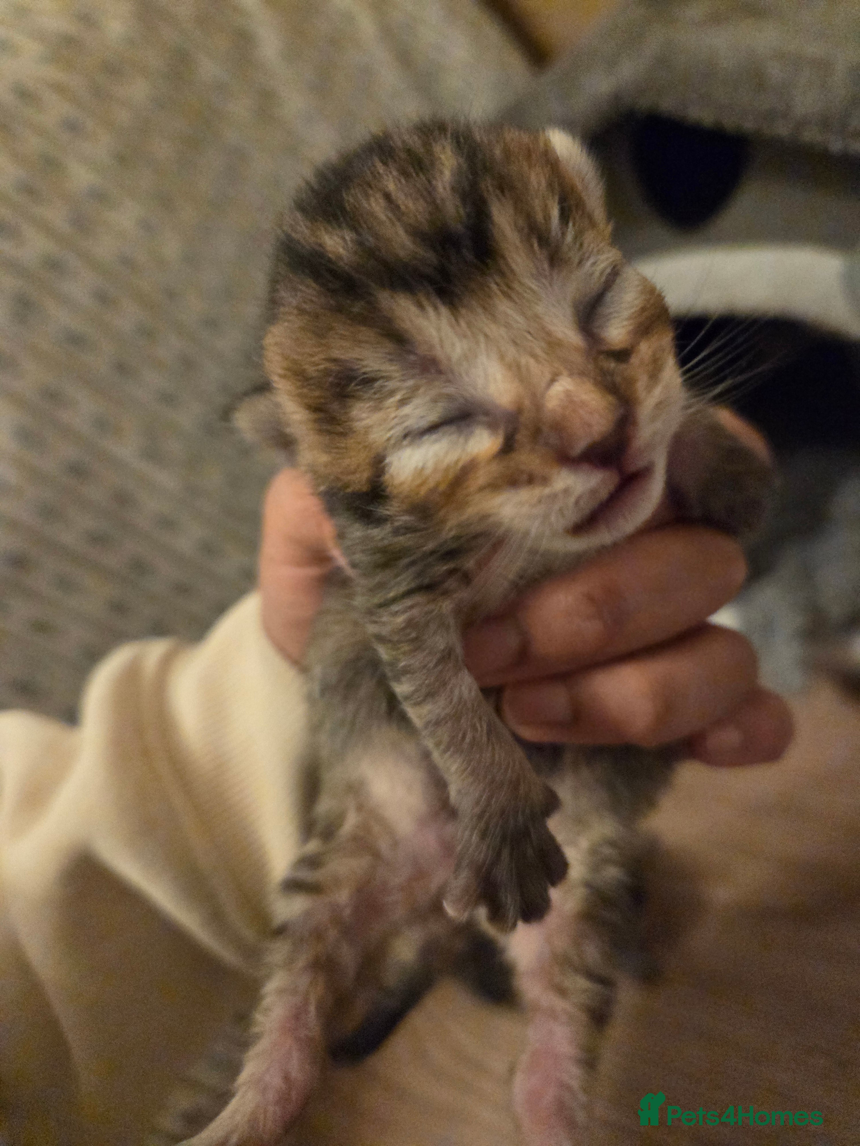 Mixed Breed cats Mixed breed kittens  - Advert 11