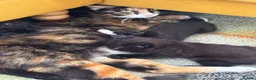 Mixed Breed cats for sale: 4 healthy black and black and kittens  - Advert 10