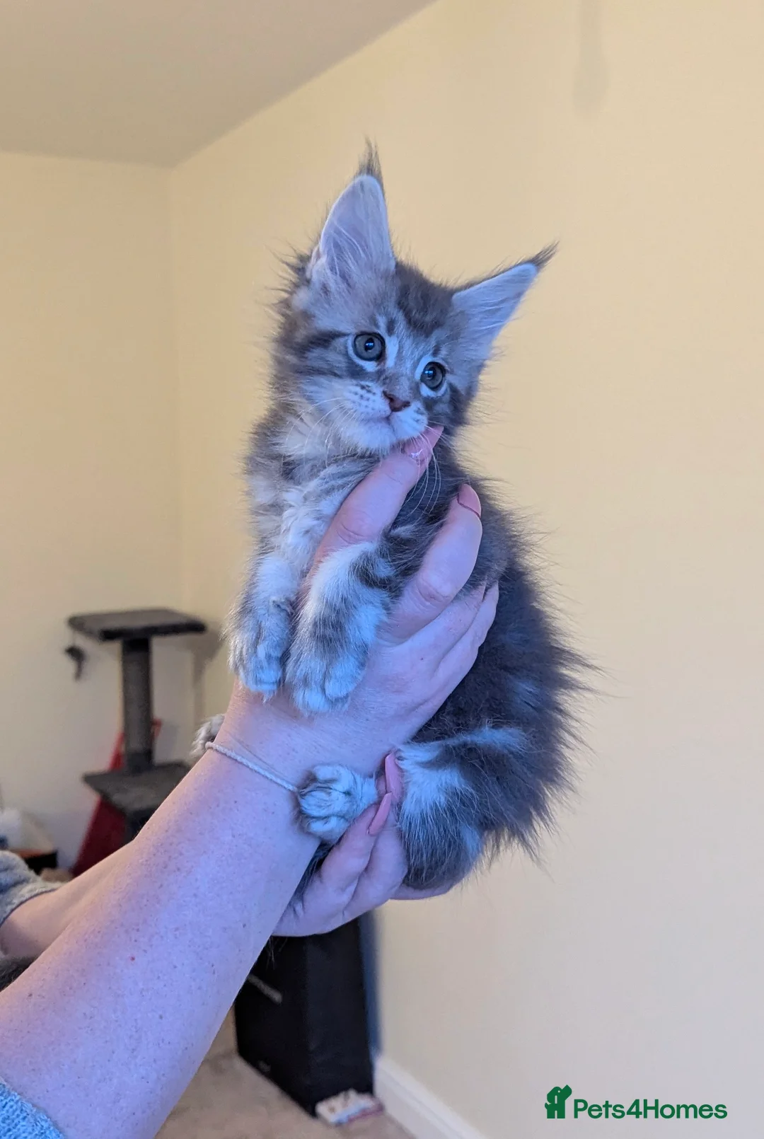 Maine Coon cats for sale: Champion Line Female Maine Coon Kittens  - Advert 8