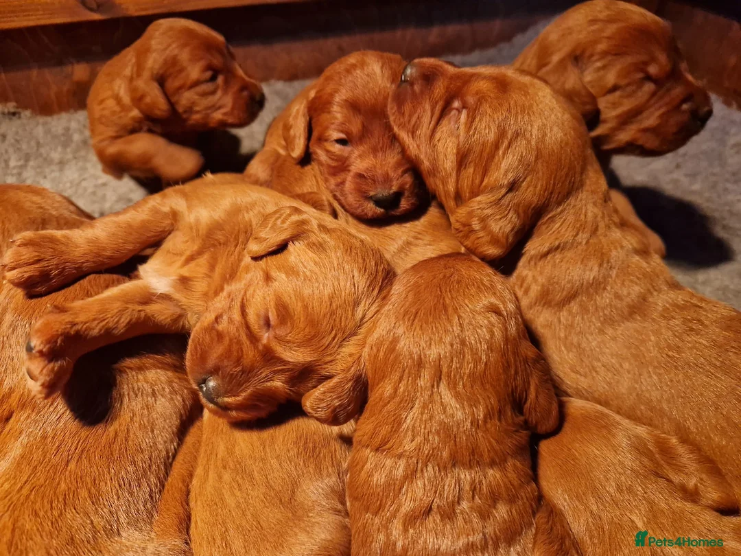 Labradoodle dogs for sale: Possibly The darkest fox red labradoodles in Alnwick - Advert 1
