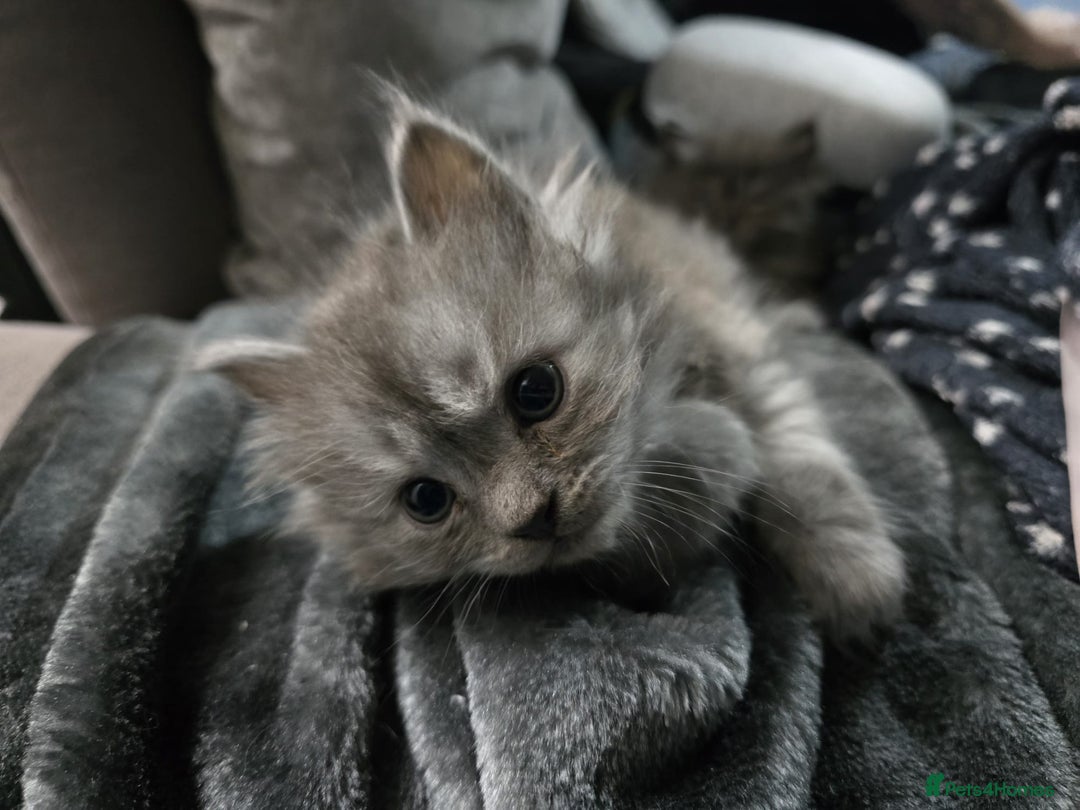 Persian cats for sale: 3 stunning Persian kittens ready now.  - Advert 27