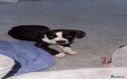 Cocker Spaniel dogs for sale: Cocker spaniel  cross bulldog  - Image 1