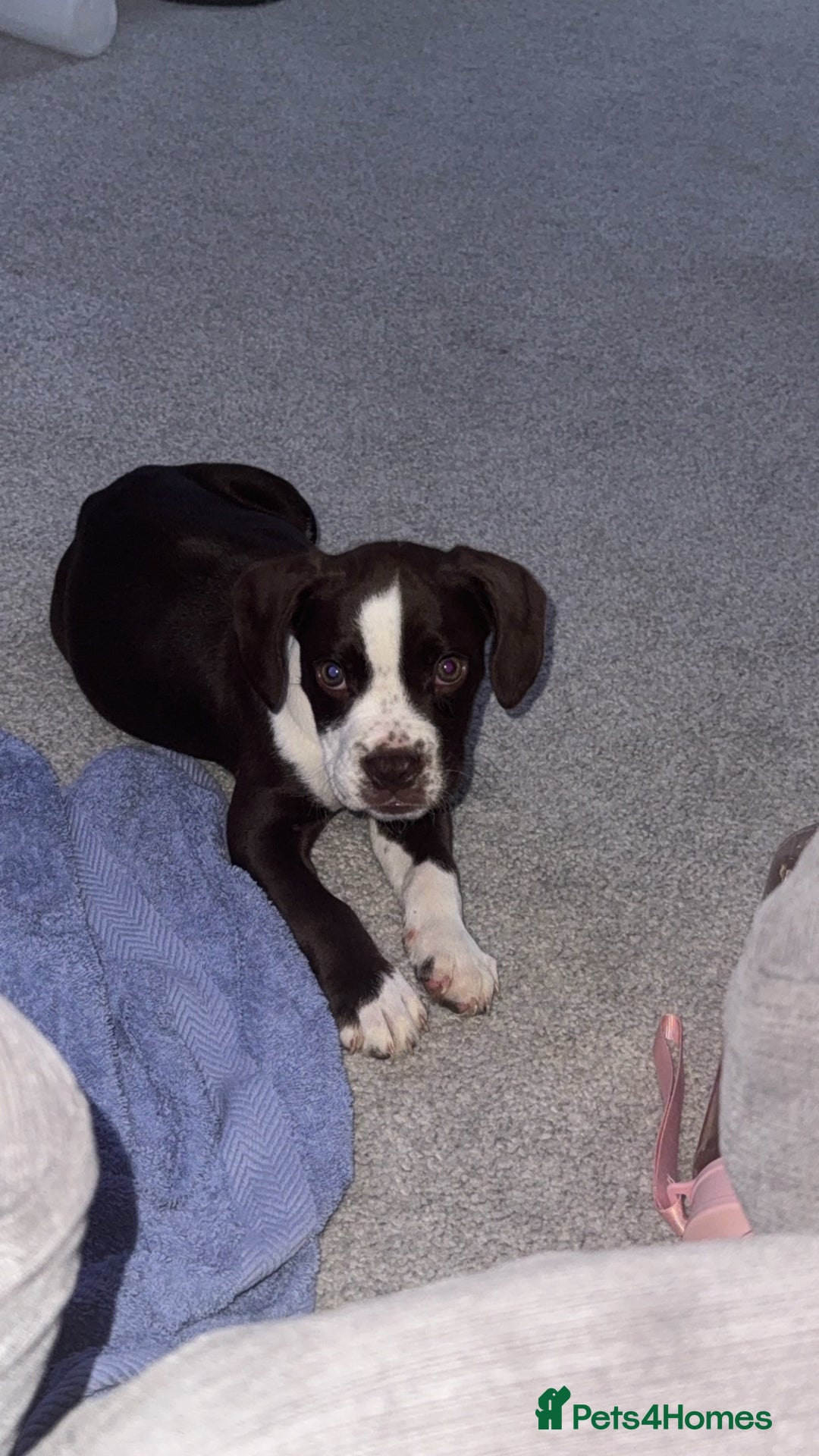 Cocker Spaniel dogs for sale: Cocker spaniel  cross bulldog  - Image 1