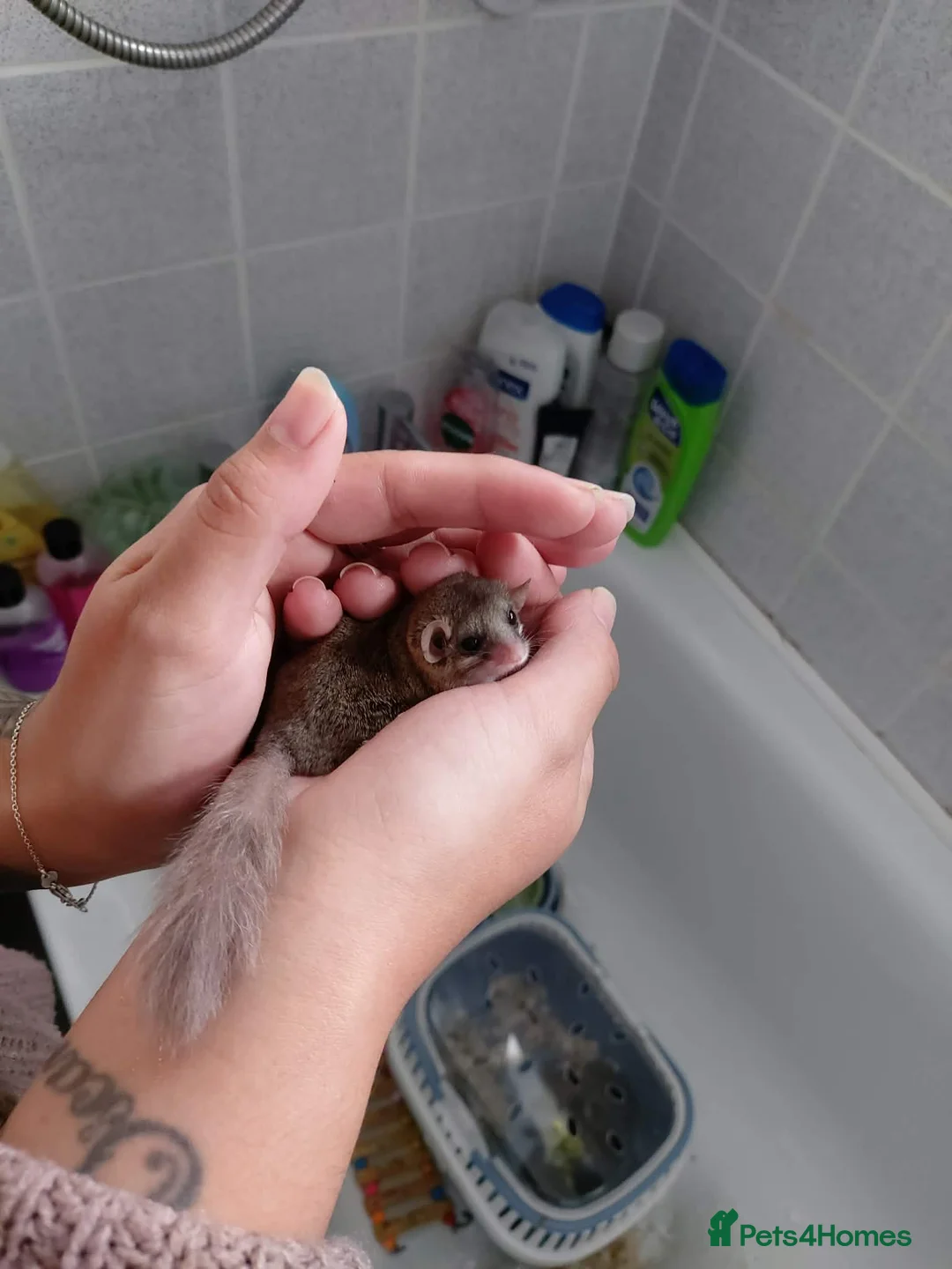 Mouse rodents for sale: African pygmy doormice (micro squirrels) - Advert 5