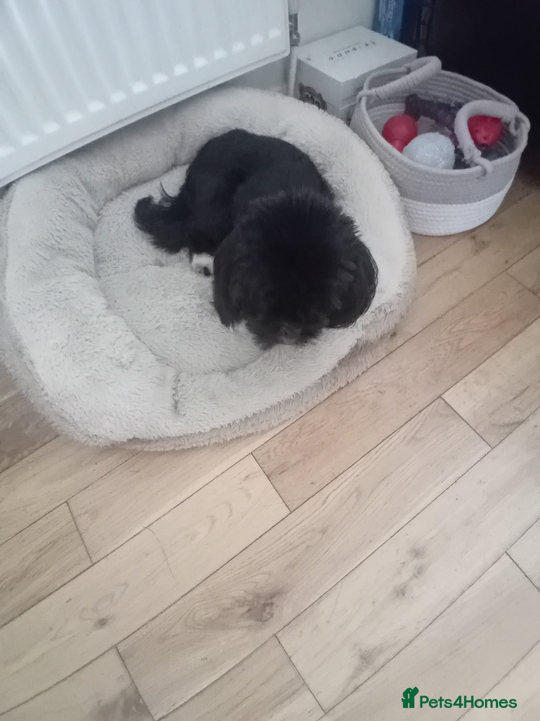 Lhasa Apso dogs for sale: Lhaso apso - Image 3
