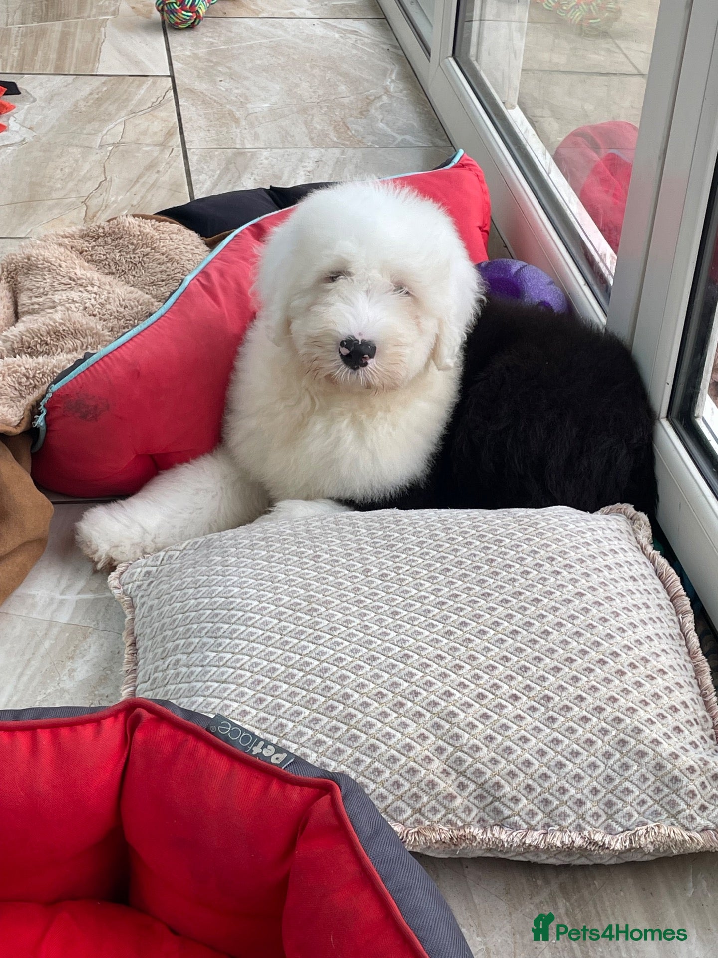 Old English Sheepdog dogs Kc old English sheep dog  - Advert 1