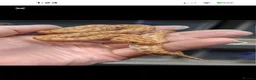 Mixed Breed reptiles for sale: Snake/dragon/frog - Advert 3
