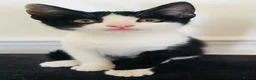 Mixed Breed cats for sale: Two adorable kittens for sale  - Advert 5