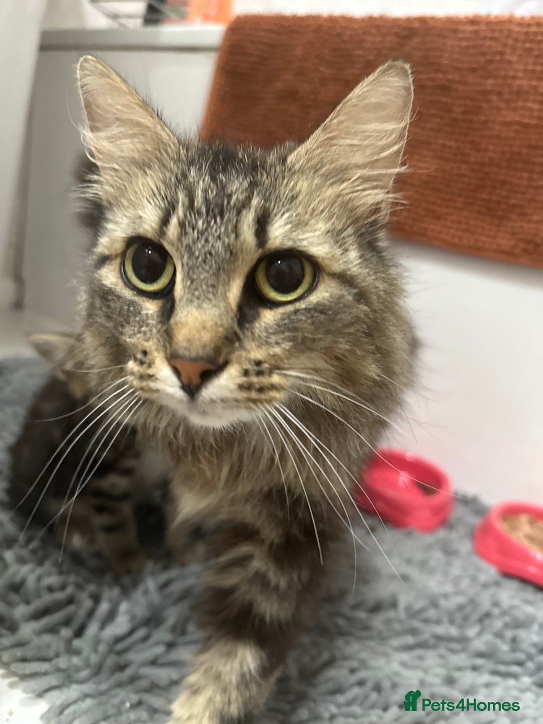 Mixed Breed cats for sale: Mother and kittens - Image 3
