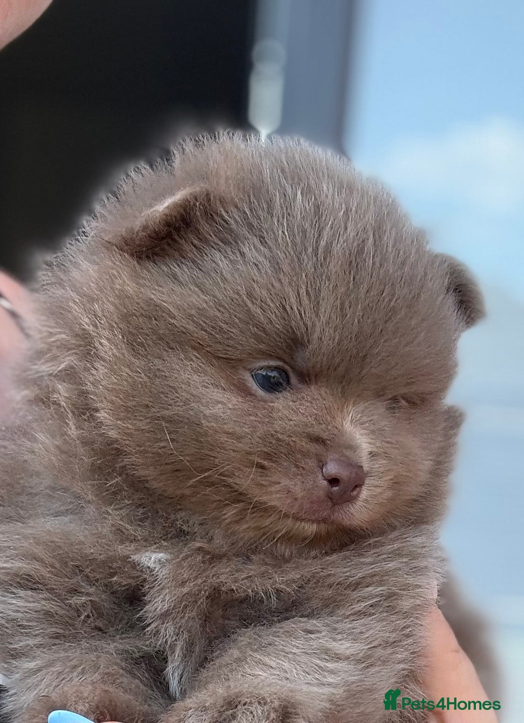 Pomeranian dogs for sale: Gorgeous Lilac Pomeranian Puppy - Image 4