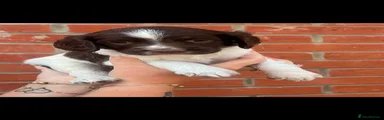 English Springer Spaniel Puppy 3