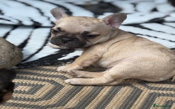 French Bulldog dogs for sale: Beautiful frenchie pups in Leeds - Image 8