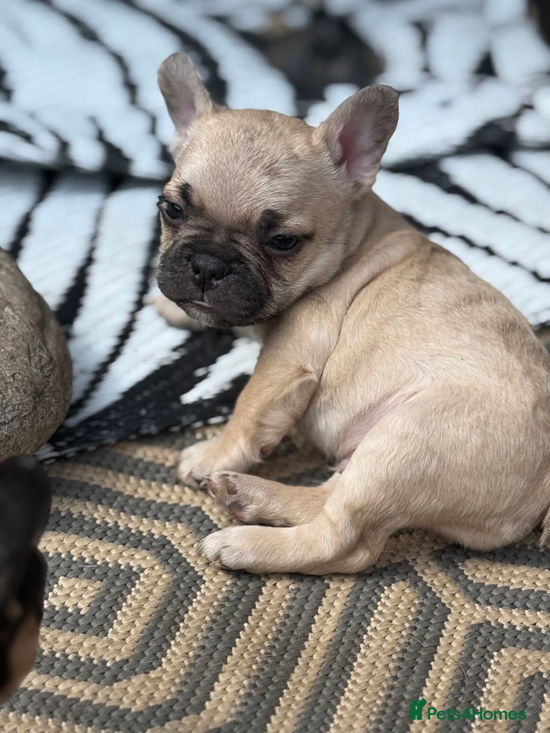 French Bulldog dogs for sale: Beautiful frenchie pups in Leeds - Image 8