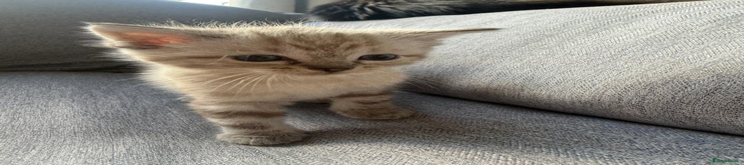 Mixed Breed Kitten 4