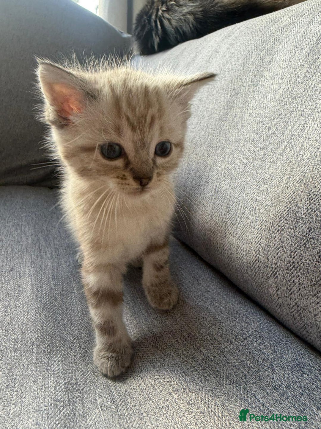 Mixed Breed cats for sale: Cute litter  - Image 3
