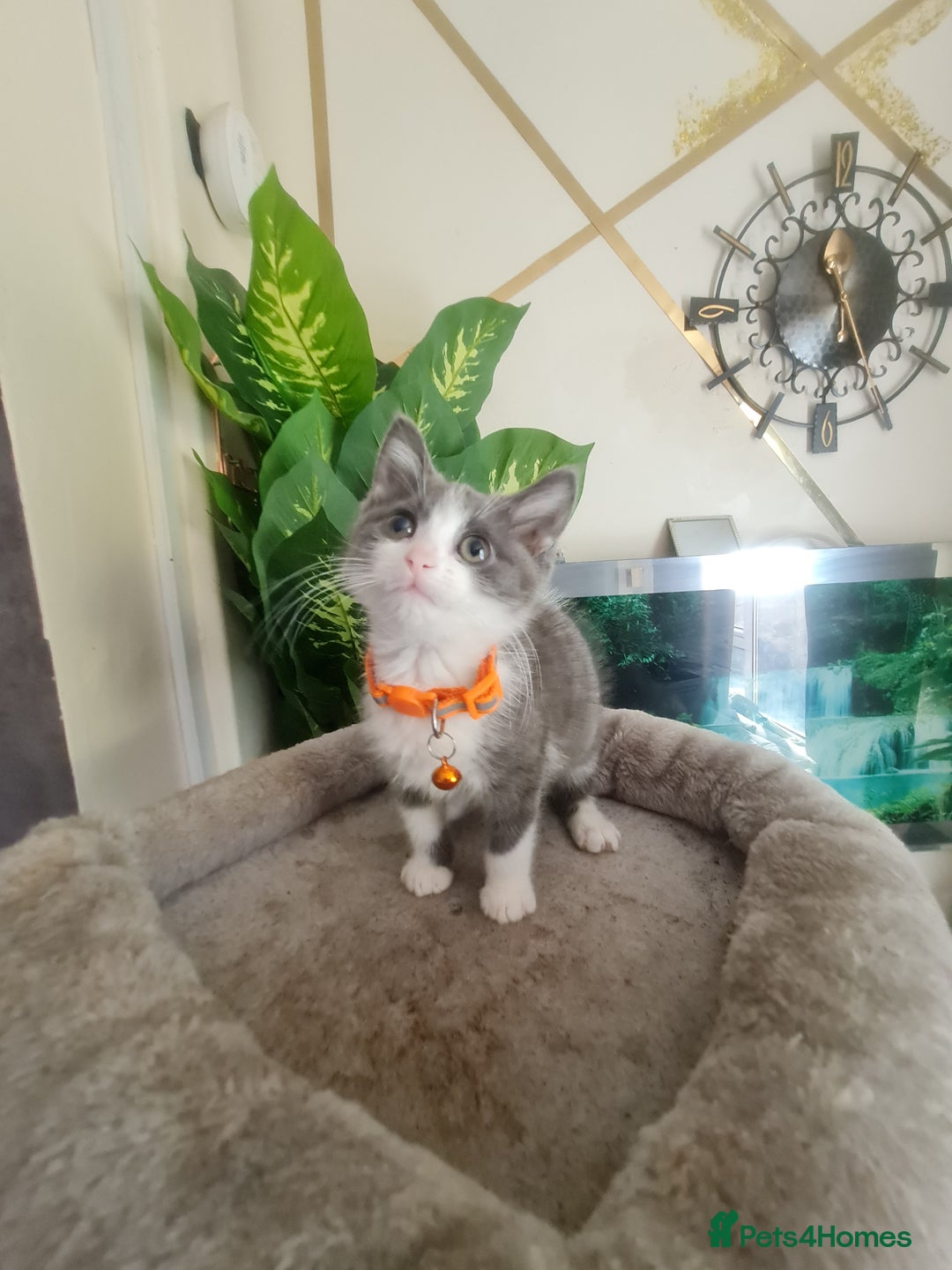 Mixed Breed cats for sale: Stunning  kittens looking  4 new home - Image 5