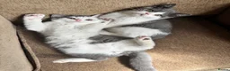 British Shorthair cats for sale: TICA Registered BritishShorthairKittens  Ready now - Advert 17