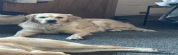 Golden Retriever dogs for sale: Beautiful golden retriever puppies  - Advert 19