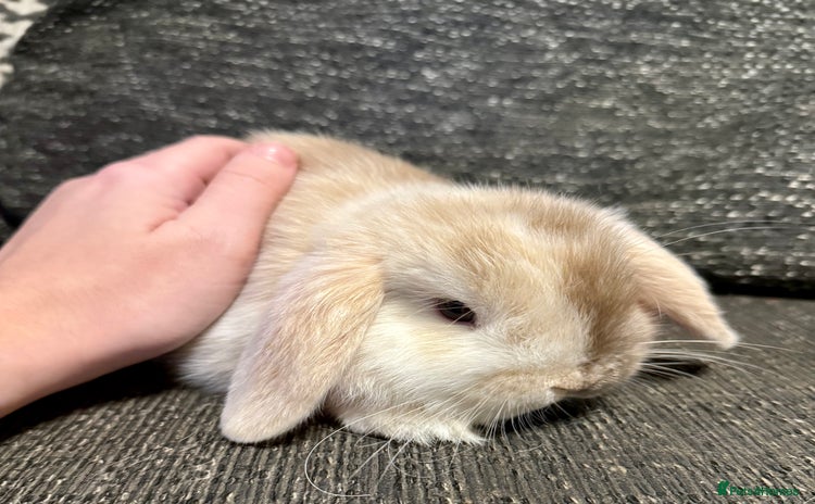 Mini Lop rabbits - Advert 5