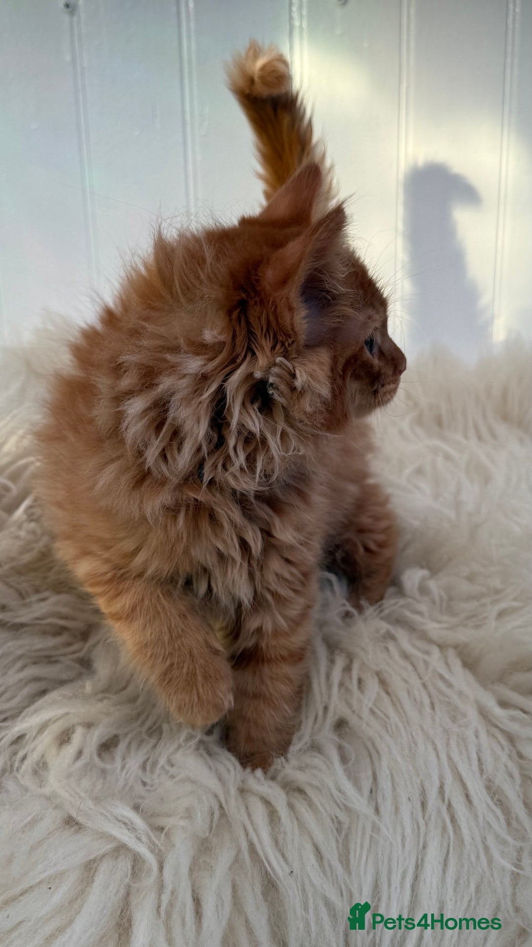 Maine Coon cats for sale: Last Two Gccf Maine Coons Boys Available - Advert 14